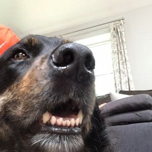 Meet your Posher, George